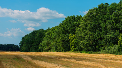 wheat field after harvest
