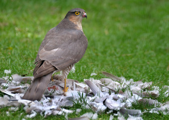 Female sparrowhawk with Collared Dove prey.
