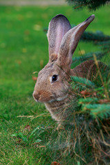 the gray rabbit
