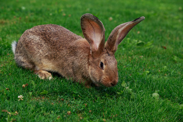 the gray rabbit