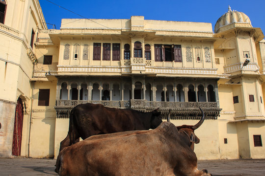 Cows in the city palace. Udaipur.