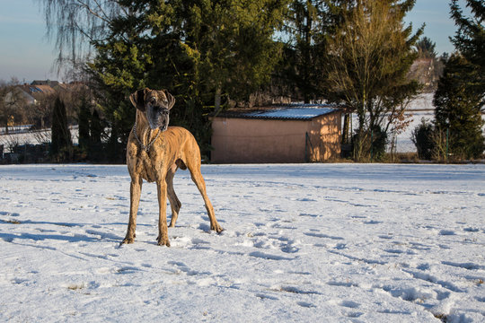 Deutsche Dogge im Schnee