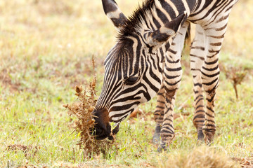 Zebras bending down to eat a dry flower