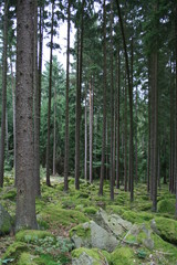 Wald in Franken