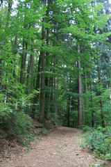 Wald in Franken