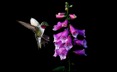 Anna's Hummingbird with flowers of purple foxglove