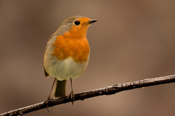 Pretty Bird With a Nice Orange Red Plumage