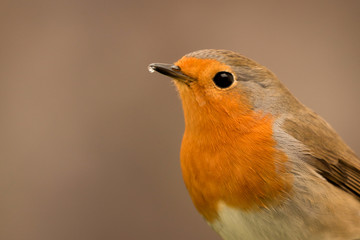 Pretty Bird With a Nice Orange Red Plumage
