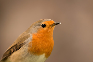 Pretty Bird With a Nice Orange Red Plumage