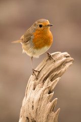 Pretty Bird With a Nice Orange Red Plumage