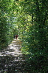 Wald in Franken