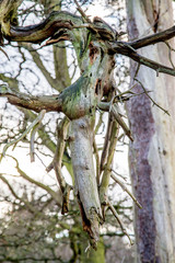 Tree Trunk No leaves