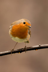Pretty Bird With a Nice Orange Red Plumage