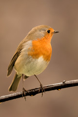 Pretty Bird With a Nice Orange Red Plumage