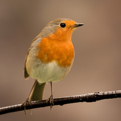 Pretty Bird With a Nice Orange Red Plumage
