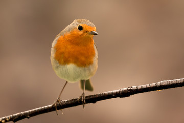 Pretty Bird With a Nice Orange Red Plumage