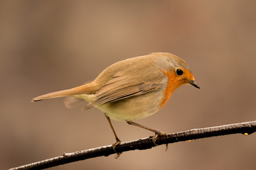 Pretty Bird With a Nice Orange Red Plumage