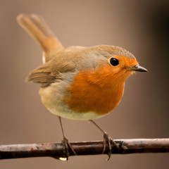 Pretty Bird With a Nice Orange Red Plumage