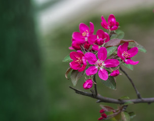 Branch beautiful pink flower of apple.