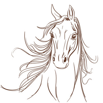 Horse head made in line art style. Equestrian school or club symbol
