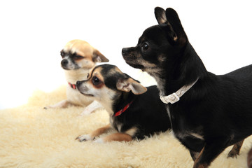 chihuahua is resting