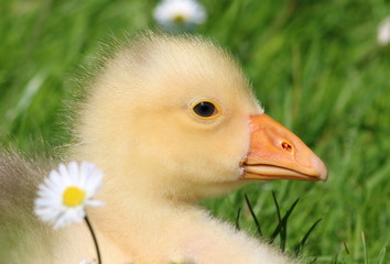 Closeup of a baby gosling in spring, seen in  profile.