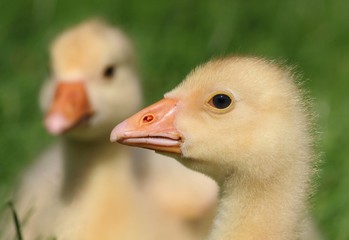 Two cute baby goslings in spring, one in background DoF