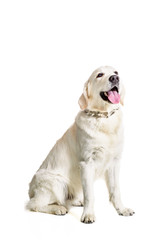 Labrador Retriever on a white background