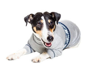 Fox terrier posing in studio on white background. isolated