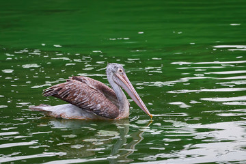 Pelican.