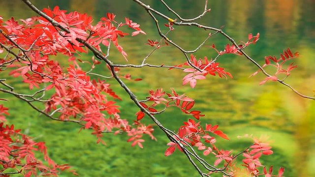 The beautiful Juizhaigou Valley (Valley of nine villages) National Park in autumn, winter in aba state, sichuan province, China.