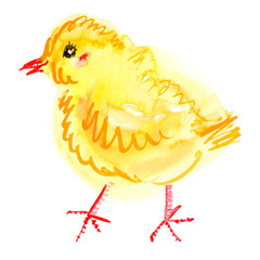 Cute yellow cartoon chicken painted in watercolor on clean white background