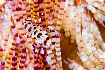 Symbiotic Coleman’s shrimp, Periclimenes colemani, living in fire sea urchin Asthenosoma varium, Komodo Island, Indonesia, Indo-Pacific.