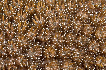 Underwater shot of coral background