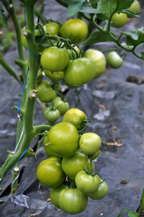 Tomatoes in greenhouses are grown on trellis with natural soil.