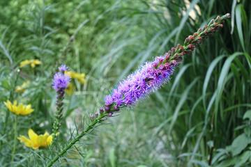 Colorful grass flowers wayside between sidewalk travel