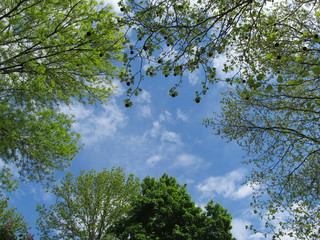 Fototapeta premium Different tops of green trees against blue sky background