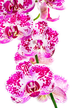 Weiß rosa Phalaenopsis Orchidee - Freisteller