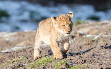 Fototapeta na wymiar Lion cub exploring it's surroundings