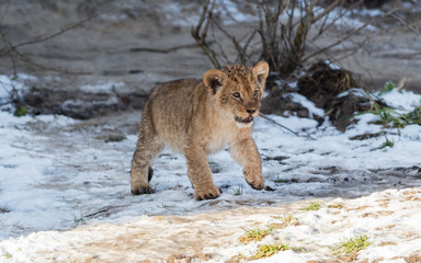 Lion cub exploring it's surroundings