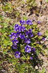 Blooming Gentiana acaulis (stemless gentian) in Carpathians