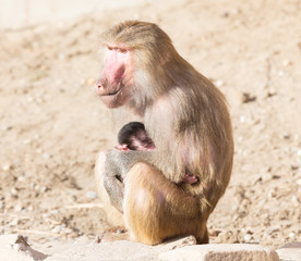 Baboon mother and her little one
