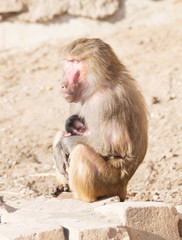 Baboon mother and her little one
