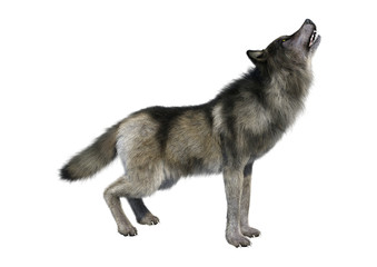 3D Rendering Gray Wolf on White © photosvac
