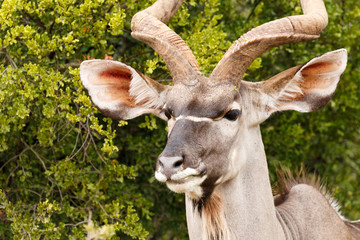 Headshot of a Greater Kudu