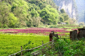 Yangshuo Fence