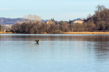 Bird Flying