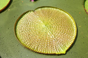 Giant Lily Pad