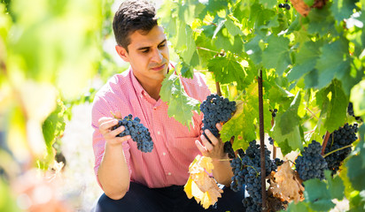 worker at grape farm