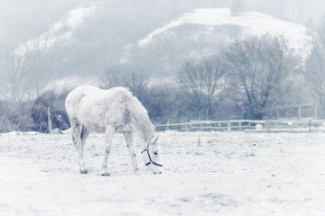 Fototapeta na wymiar White horse in winter country feeding